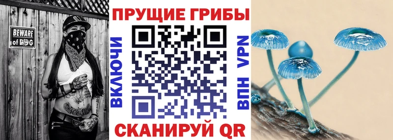 Купить  Калачинск  Галлюциногенные грибы Cubensis 